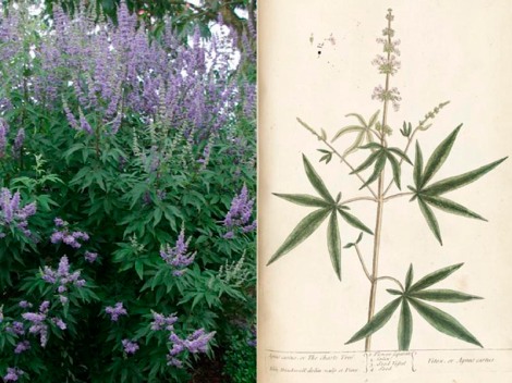 Sauzgatillo en flor y su ilustración botánica.